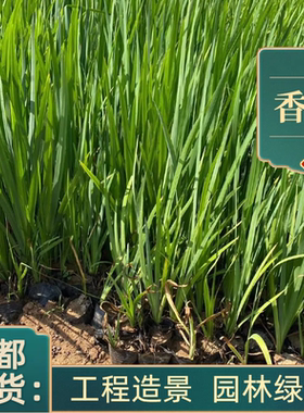 成都基地香蒲苗水生植物基地香蒲根蒲苇苗臭蒲苗池塘造景香蒲水培