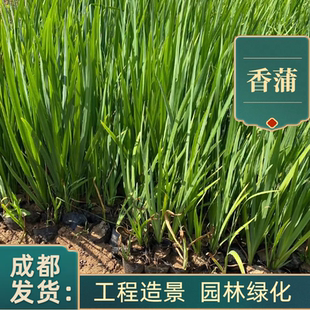 成都基地香蒲苗水生植物基地香蒲根蒲苇苗臭蒲苗池塘造景香蒲水培