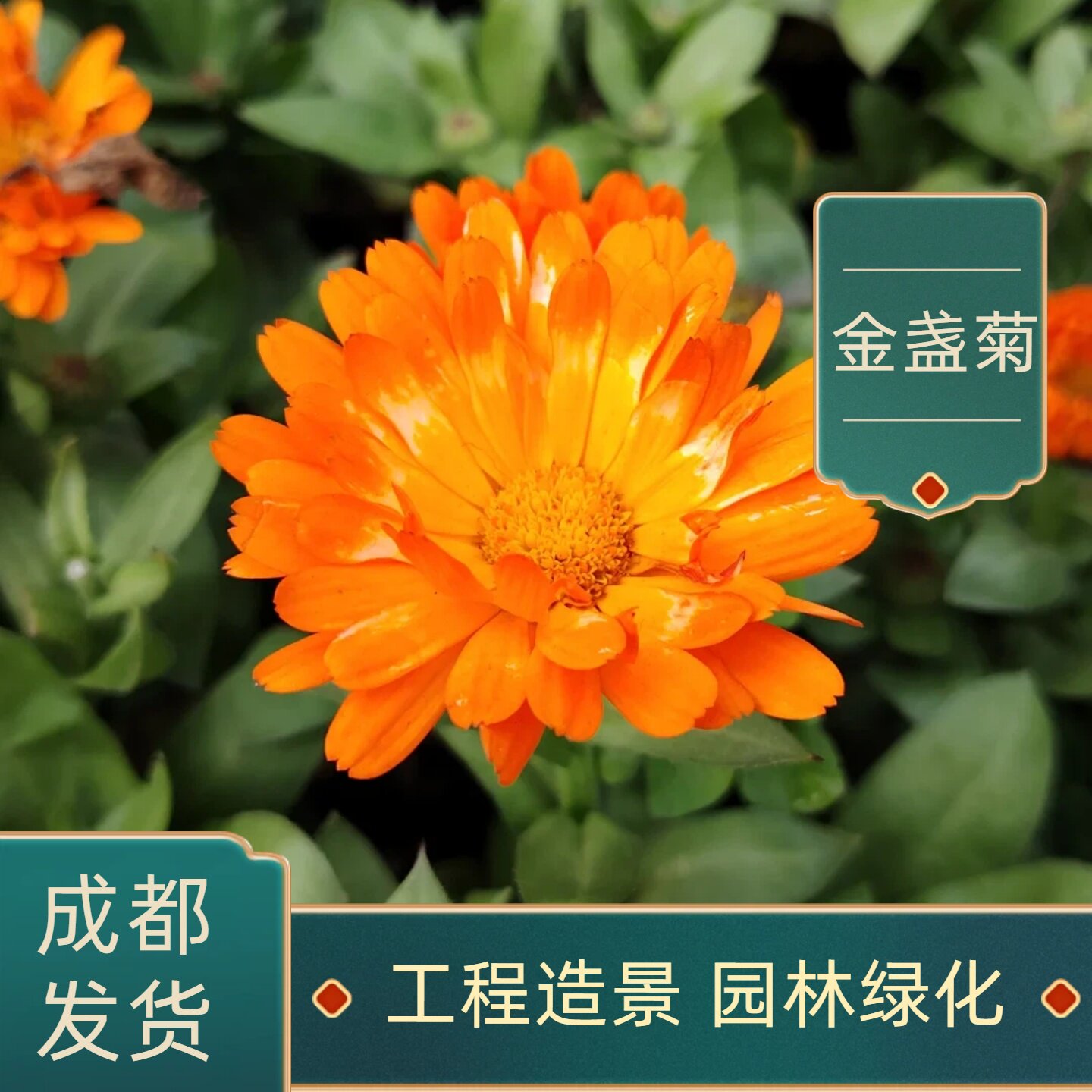 金盏菊花苗盆栽工程花易种活成都发货花卉庭院阳台重瓣基地直销