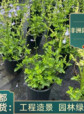 非洲鼠尾草西班牙盆栽庭院别墅绿化工程成都基地花卉花镜花坛花海