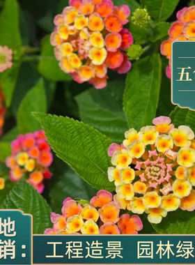 五色梅盆栽花卉五彩花四季马樱丹室外阳台花园好养植物花坛耐热