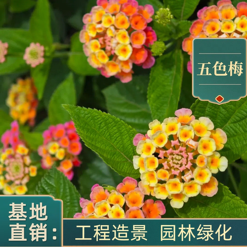 五色梅盆栽花卉四季马樱丹耐热