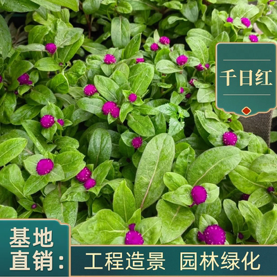 庭院千日红盆栽花苗重瓣带花苞