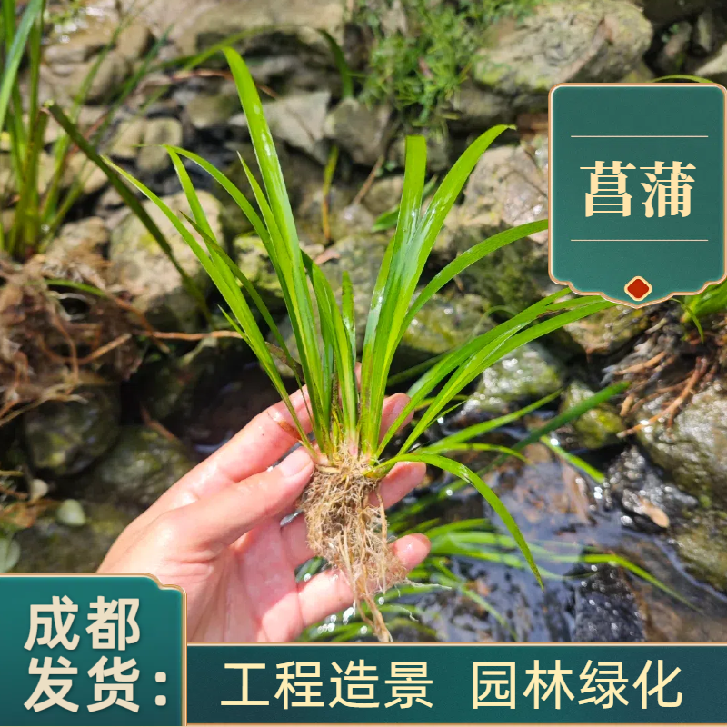 水生菖蒲基地金边金叶