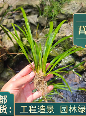 水生菖蒲基地金边金叶