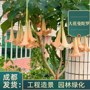 大花曼陀罗花苗盆栽木本植物庭院室外园林工程植物花镜灌木批发