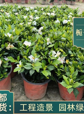 四季栀子花大叶小叶栀子盆栽庭院别墅绿化工程苗成都基地花卉植物