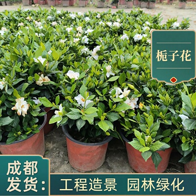 成都基地四季栀子花大叶小叶栀子