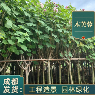 木芙蓉树庭院种植芙蓉树大树户外工程绿化成都基地直销公园景区