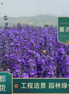 薰衣草盆栽苗耐寒耐热薰衣草苗庭院阳台花卉植物盆栽绿植花镜绿化