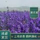 薰衣草盆栽苗耐寒耐热薰衣草苗庭院阳台花卉植物盆栽绿植花镜绿化