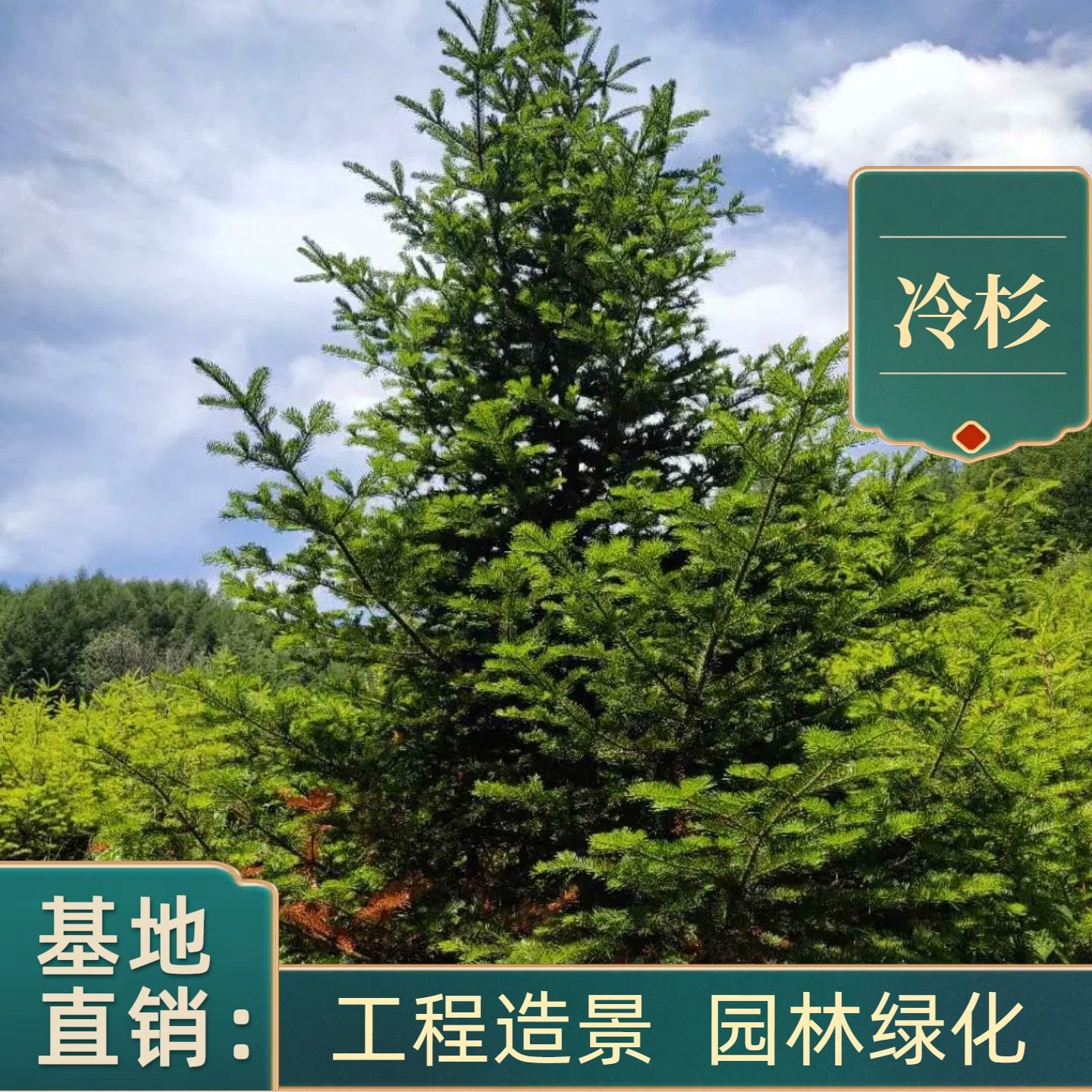 基地直销正宗冷杉树苗圣诞树造林苗木常绿冷杉苗南北种植园林庭院