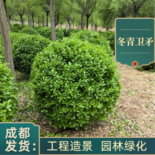 冬青卫矛球树苗庭院别墅绿化工程苗大叶黄杨植物万年青花镜花坛