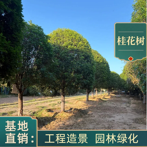 桂花树苗盆栽地栽庭院别墅绿化
