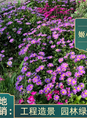 姬小菊苗盆栽庭院别墅绿化工程苗四季常青耐寒耐旱成都基地多年生