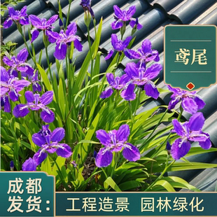 鸢尾花苗庭院盆栽蝴蝶兰苗宿根地被植物花园工程绿化苗当年可开花
