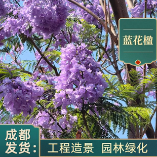 蓝花楹树观花行道树兰花楹四川园林工程树绿化树风景树绿化行道树
