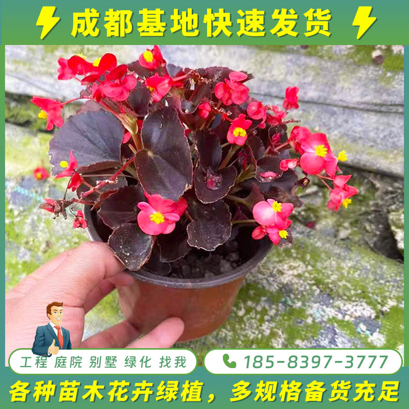 四季秋海棠花易活好养四季盆栽