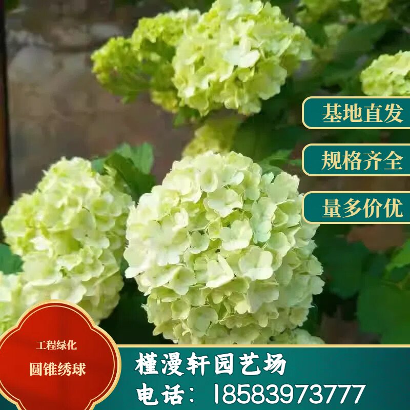 圆锥绣球香草草莓石灰灯北极熊胭脂钻棒棒糖耐寒耐晒多年生花卉