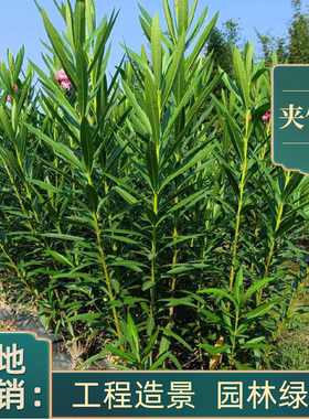 夹竹桃树苗绿化苗木庭院盆栽柳叶桃夹竹桃绿篱成都发货绿化工程