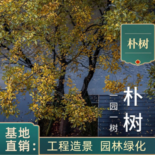 朴树大树庭院别墅行道树四季常青耐寒耐旱绿化工程苗木风景树公园