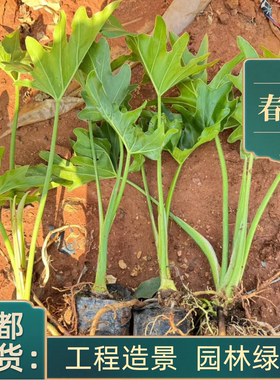 水培春羽盆栽植物水生植物桌面水养成都基地水培植物挺水植物绿化