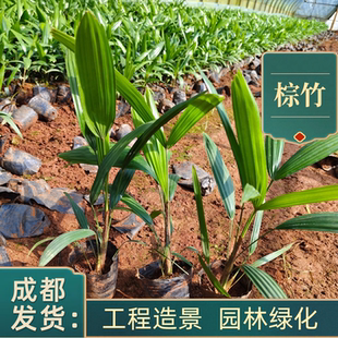 成都苗圃基地细叶棕竹棕榈竹金山棕一叶兰耐旱耐寒工程种植庭院