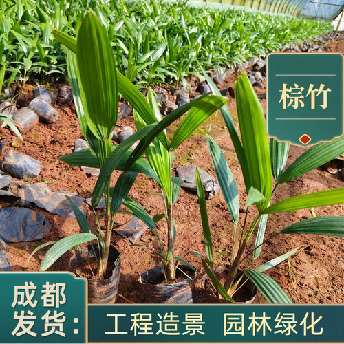成都苗圃基地细叶棕竹棕榈竹耐寒