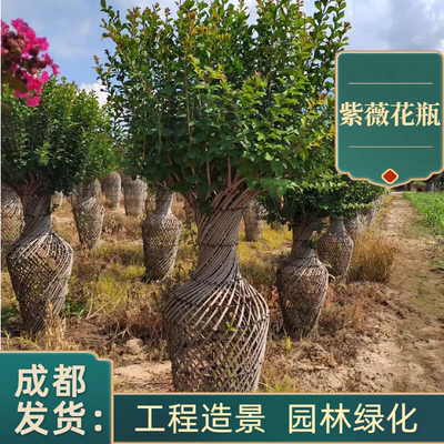 紫薇树花瓶庭院别墅绿化工程苗
