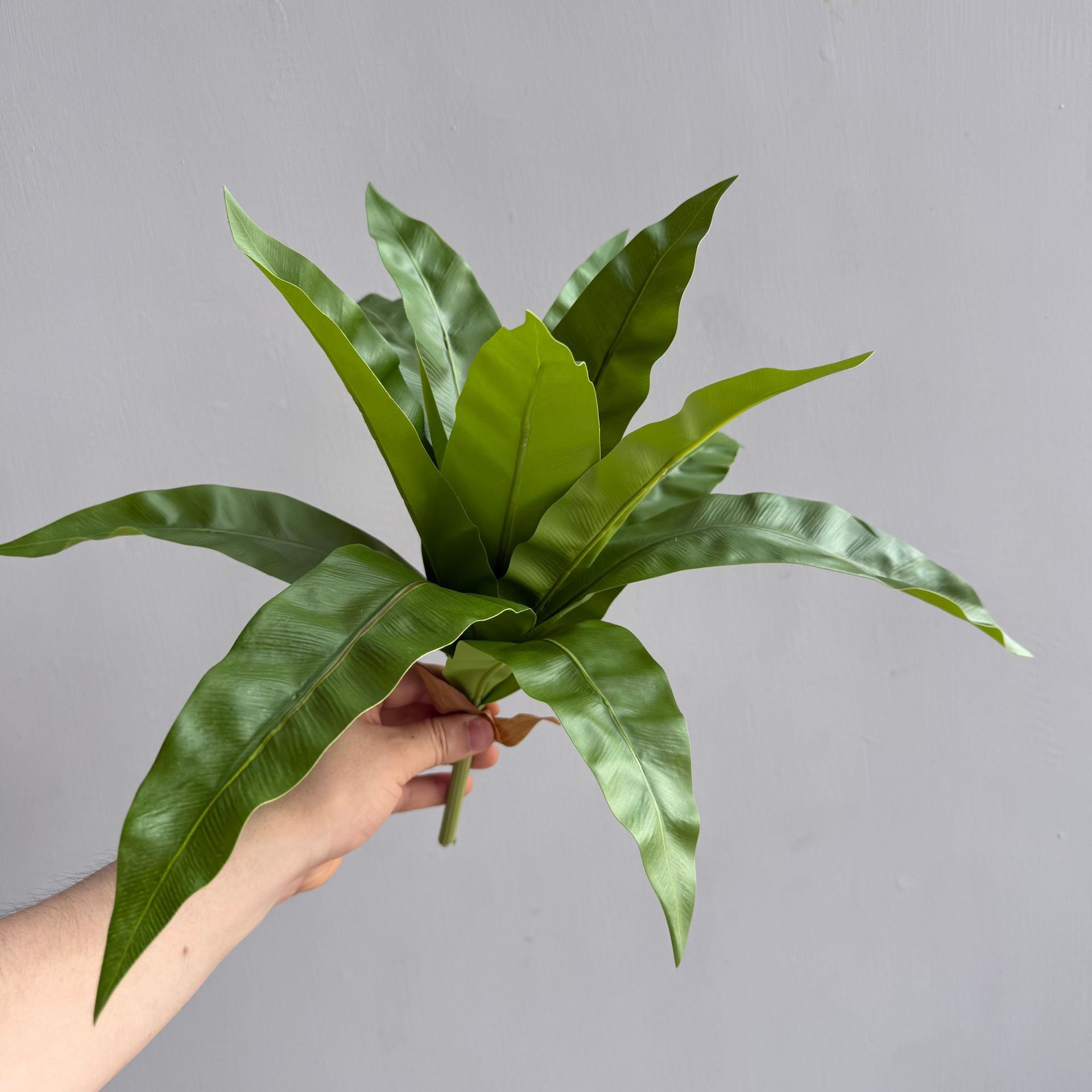 仿真绿植单支鸟巢叶肾蕨植物室内家居商场植物墙装饰摄影道具摆件