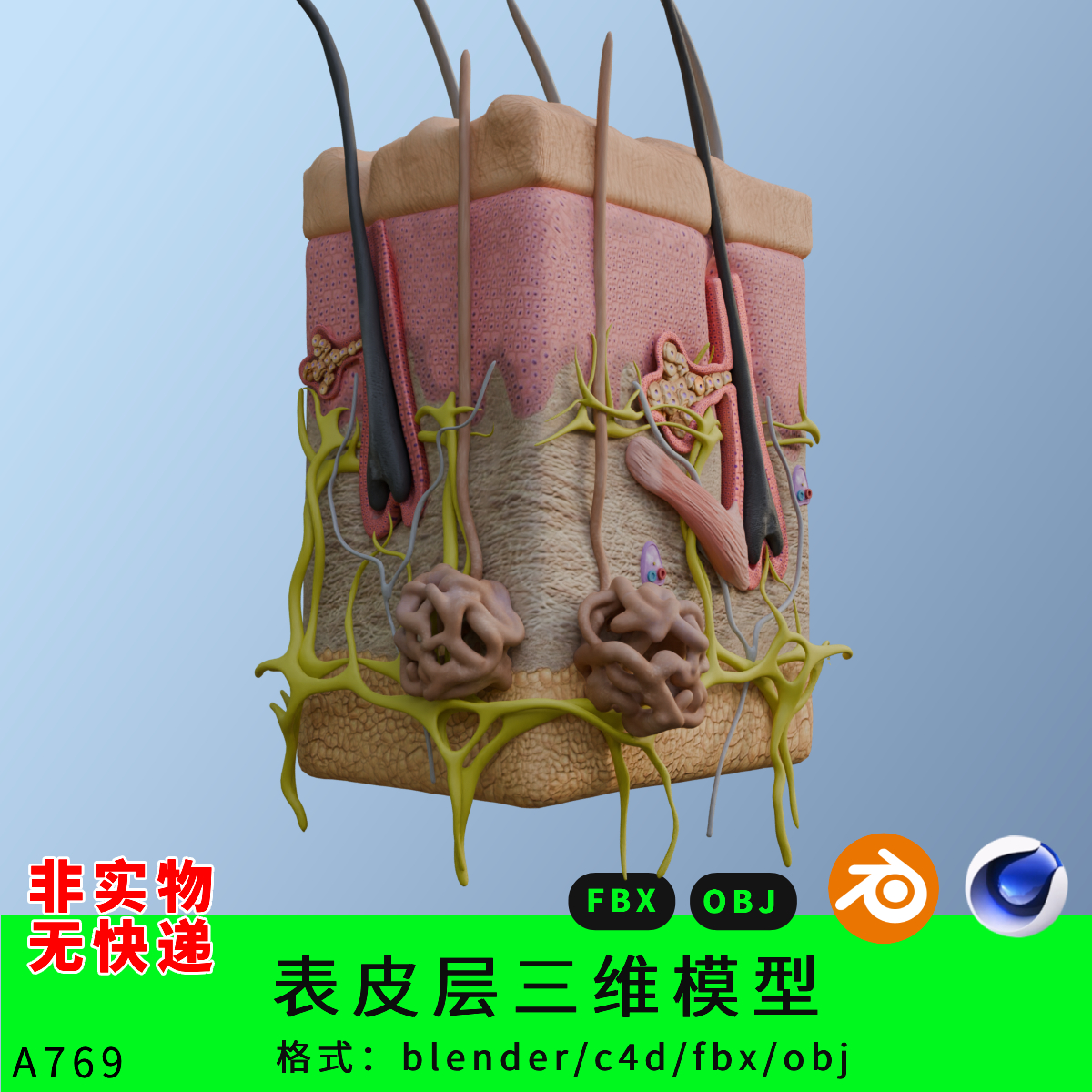 皮肤结构三维模型3d素材blender/c4d/fbx/obj皮下表层毛囊解剖