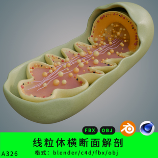 三维线粒体模型3d素材blender/c4d/fbx/obj横断面解剖医学制图