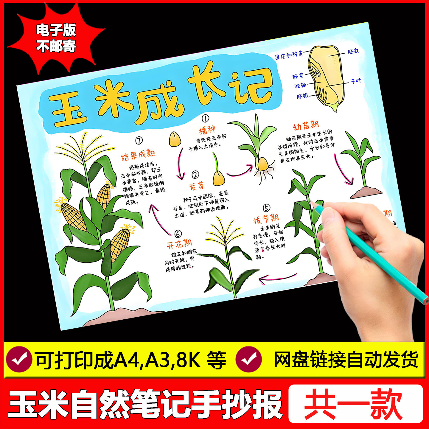 玉米生长记手抄报小学生农作植物自然笔记观察日记成长线稿电子版