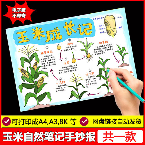 玉米生长记手抄报小学生农作植物自然笔记观察日记成长线稿电子版