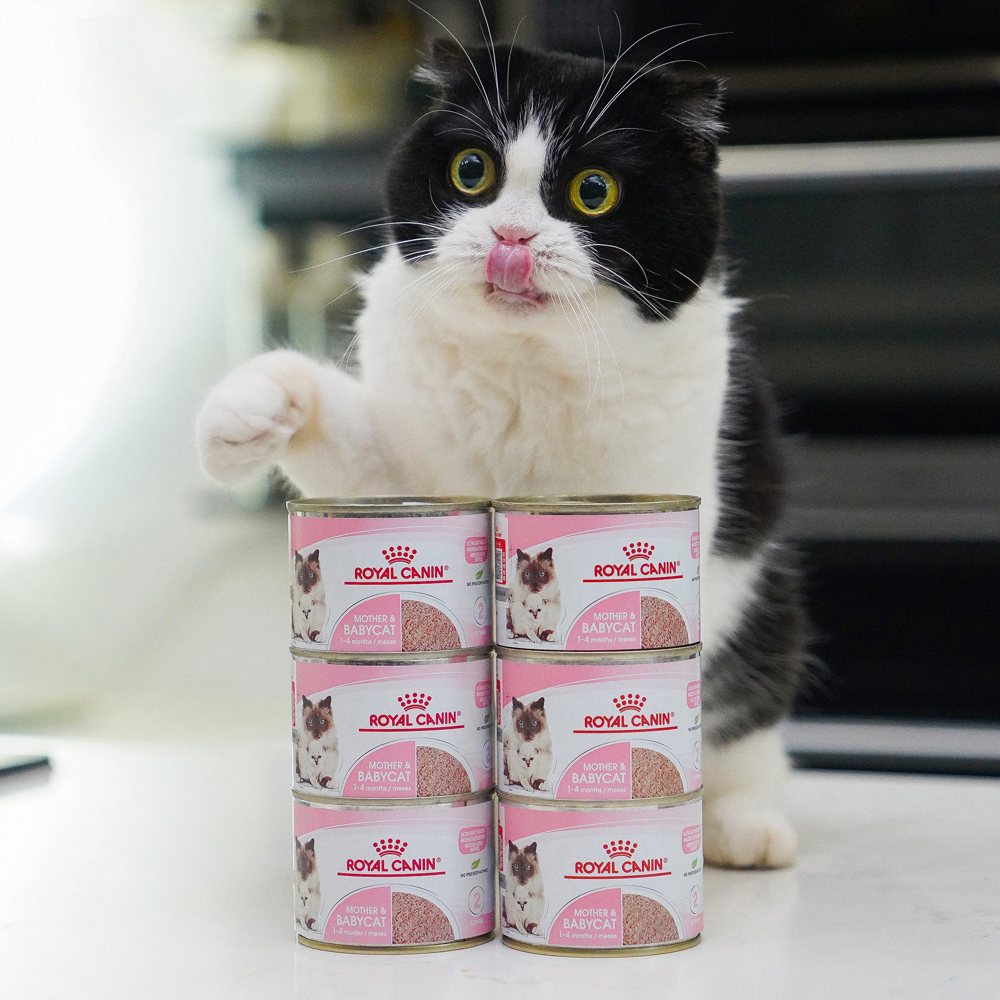宅猫酱进口皇家奶糕罐离乳期怀孕哺乳期小奶猫慕斯肉泥湿粮主食罐