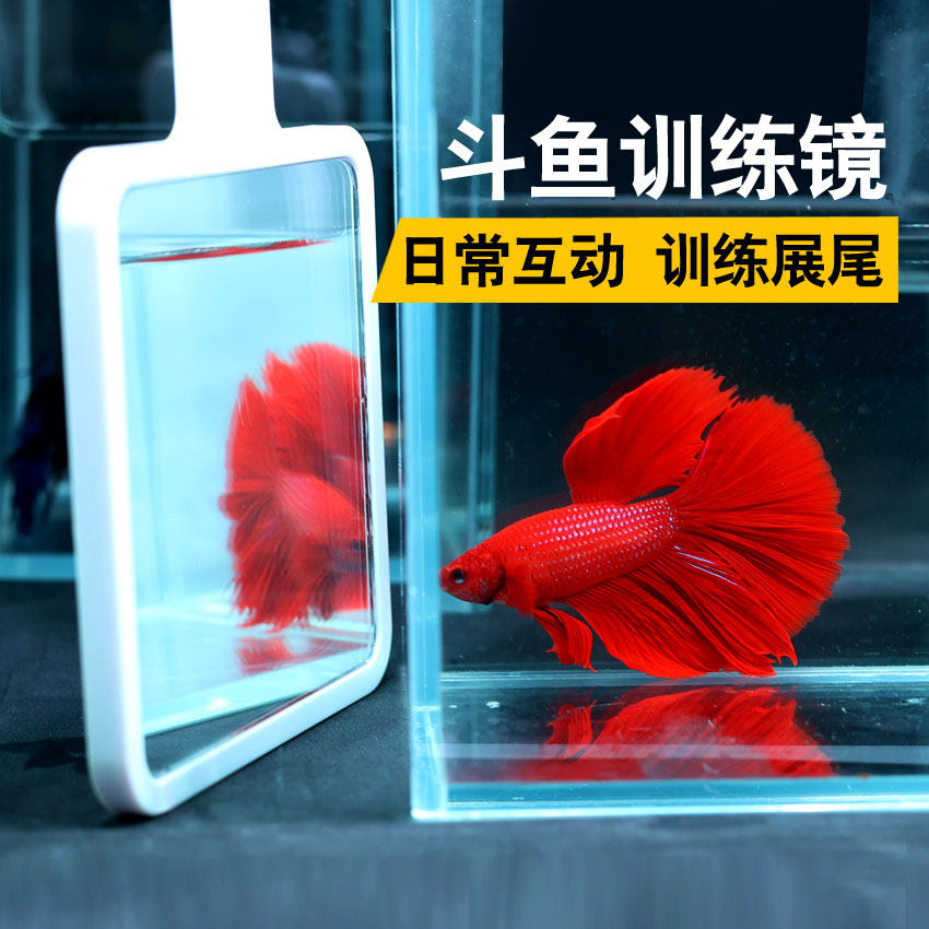斗鱼专用训练镜鱼缸方形水中手持镜子狮王半月缸外镜培养斗型斗性