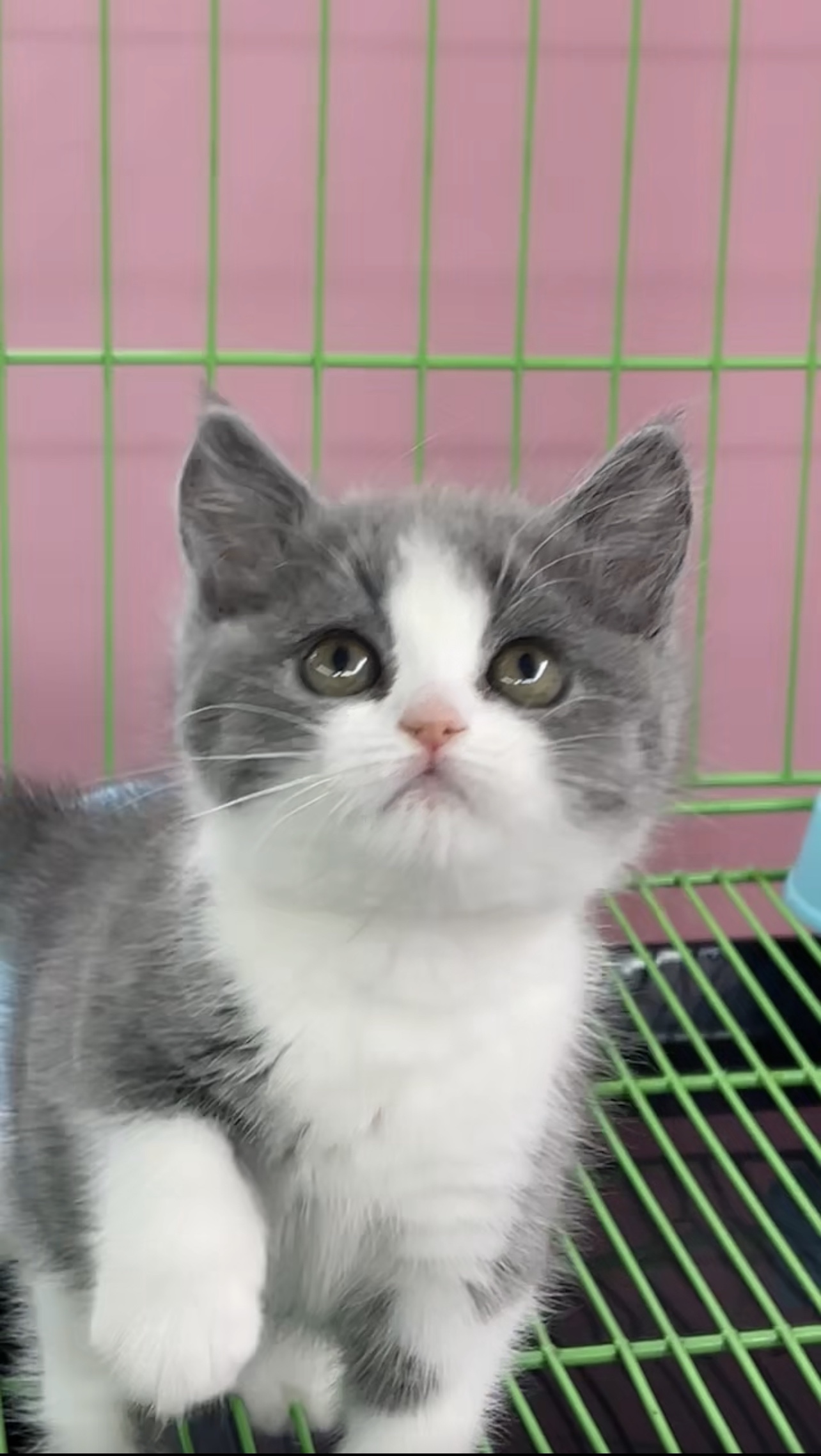 英短猫幼猫纯种英国蓝猫蓝白短毛矮脚短腿活体猫咪宠物猫猫舍直销