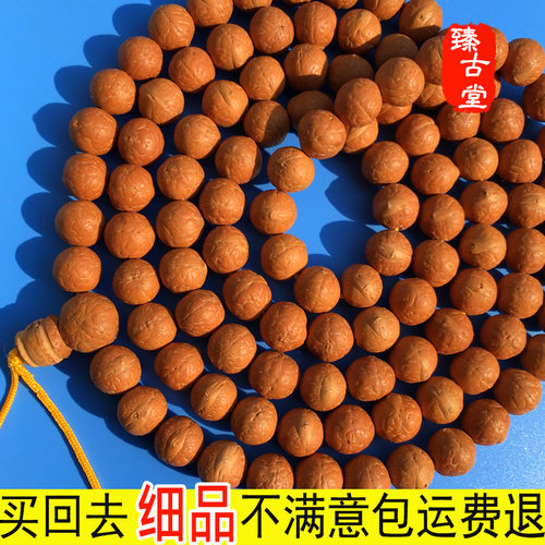 尼泊尔小凤眼菩提同树籽