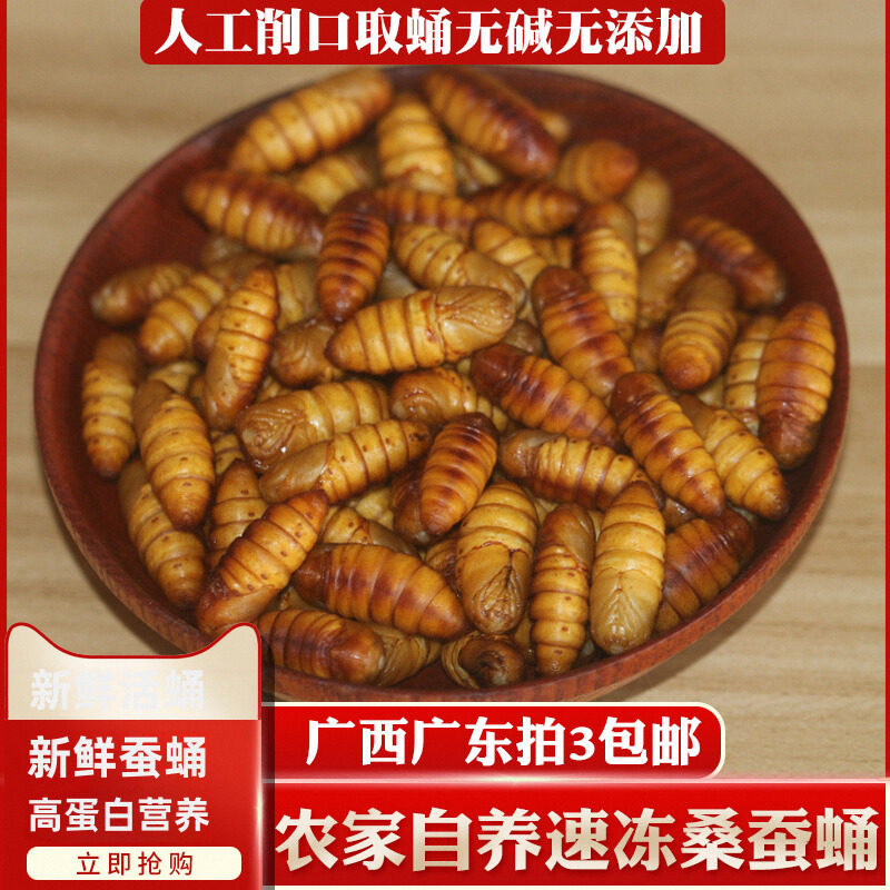 广西鲜茧削口取活蛹/鲜蚕蛹黄金丝蝉蛹冷冻桑蚕蛹农家自养高蛋白