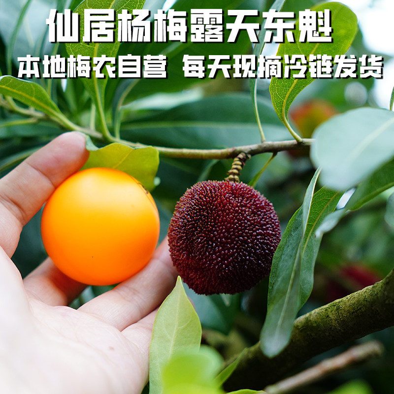 仙居杨梅露天东魁杨梅本地果农自营当季新鲜水果产地直发现摘现发