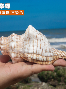 赤旋螺天然海螺贝壳稀有标本