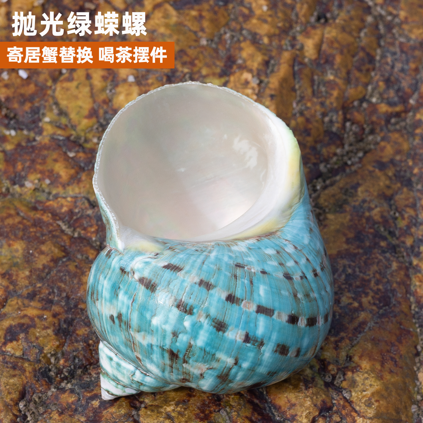 天然海螺貝殼拋光綠蠑螺寄居蟹殼大口徑水族魚(yú)缸造景家居擺件收藏