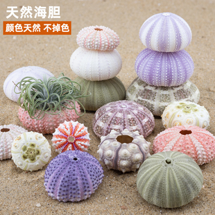 天然海胆贝壳海螺空气凤梨盆景造景家居装饰工艺品海胆壳研学
