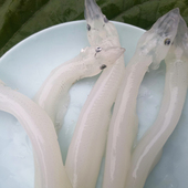 东北黑龙江密山兴凯湖特产银鱼小银鱼速冻新鲜无刺无骨淡水配菜