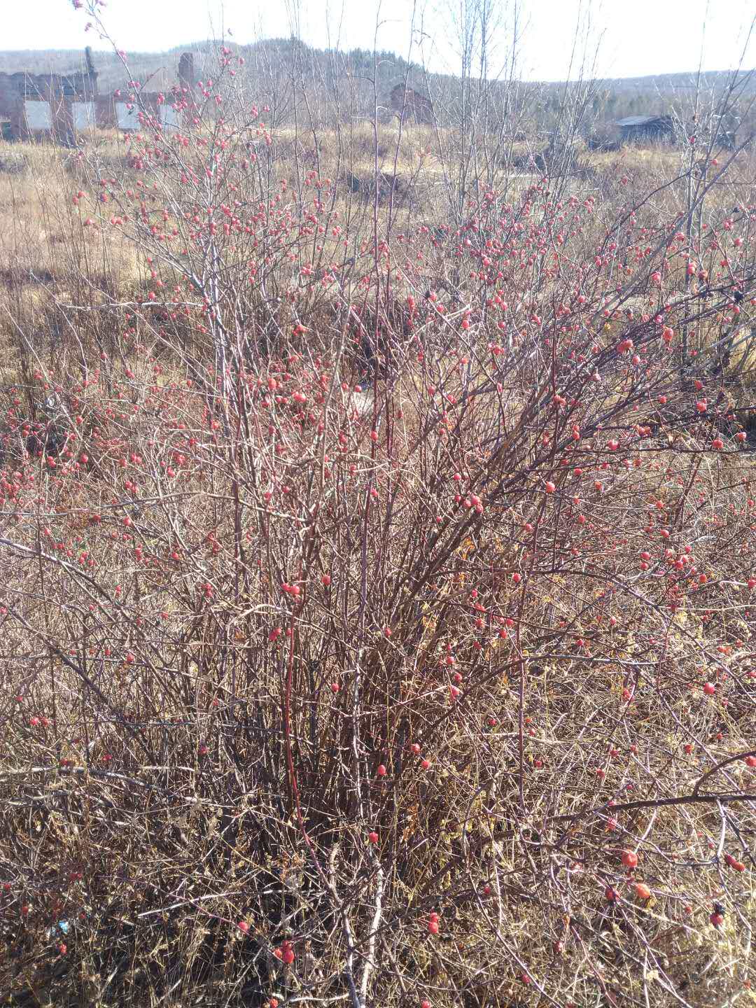 大兴安岭野生刺玫果蔷薇果玫瑰果花茶新货泡水喝补维c250克包邮