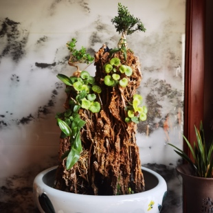 吸水石原石假山室内流水摆件鱼缸造景真石头盆景自然风景爆款包邮