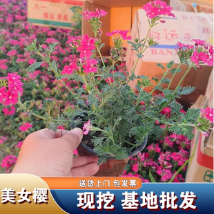 美女樱花苗盆栽多年生植物开花耐寒热细叶美女樱苗绿植物庭院草花