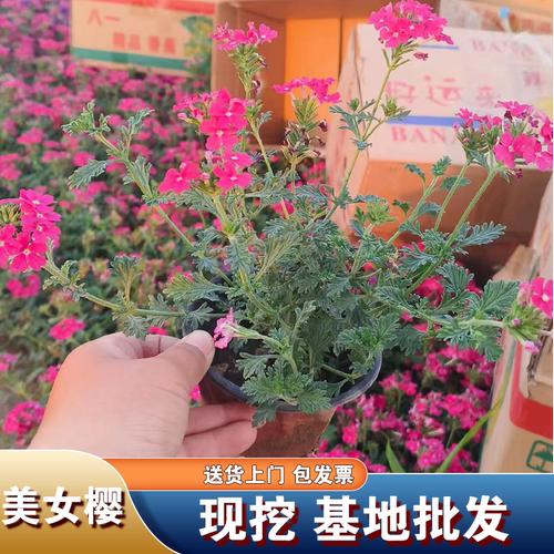 美女樱花苗盆栽多年生植物开花耐寒热细叶美女樱苗绿植物庭院草花