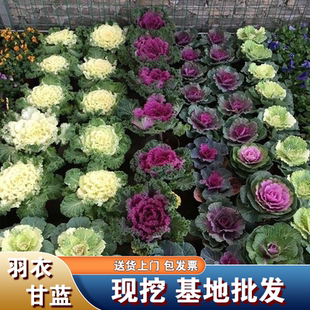 羽衣甘蓝苗盆栽地栽冬季 耐寒庭院花卉可观赏食用白绿紫粉羽衣甘蓝