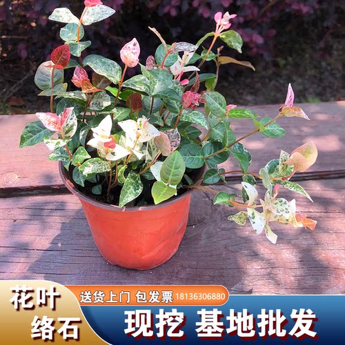 花叶络石花苗盆栽原盆原土发货